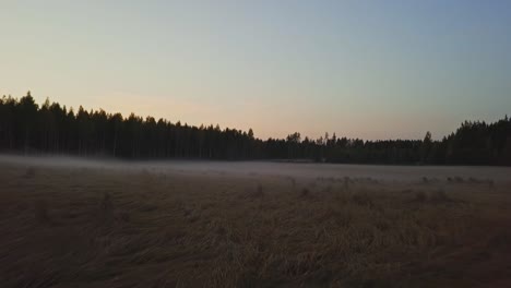 Moody-dark-field-with-fog-and-dry-plants-and-trees-in-a-sunset
