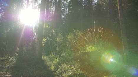 Nordic-forest-contrast-light-with-sun-rays-and-shadows-from-trees-and-plants,-with-moss-and-moody-darker-light,-shade-slow-motion