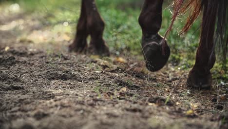 Horse-hooves-walking-on-sand,-dirt-in-a-forest-in-slow-motion,-brown,-tail