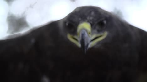 Adler,-Falke-Hautnah-Im-Gesicht-Mit-Breiten-Flügeln-Und-Federn-In-Zeitlupe-Beginnend-Zu-Fliegen