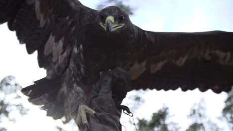 Adler,-Falke-Mit-Breiten-Flügeln-Und-Federn-In-Zeitlupe-Auf-Einem-Handschuh-Eines-Meisters