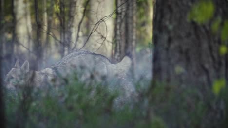 Wolf-Läuft-In-Einem-Wald-Mit-Nebel-Und-Nebel-Auf-Verschwommenem-Hintergrund-Im-Vordergrund