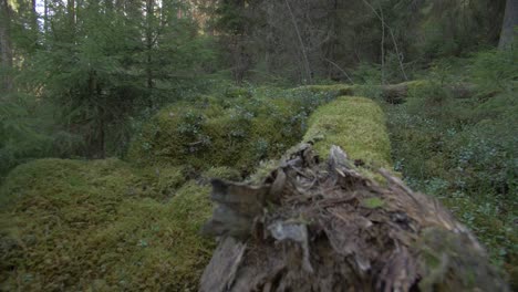Nordic-forest-fallen-tree-stump-with-moss-and-moody-darker-light,-shade-slow-motion