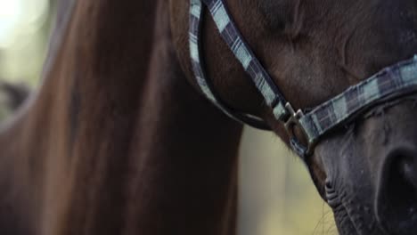 Brown-horse-eyes-close-up-slow-motion