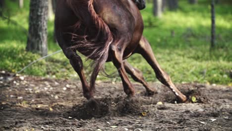Horse-running-with-power-in-a-forest-with-dirt-flying-from-under-hooves