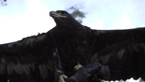 Eagle,-hawk-with-wide-wings-and-feathers-in-slow-motion-starting-to-fly