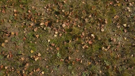 Autumn-leafs-on-a-ground,-pullen-with-air-around