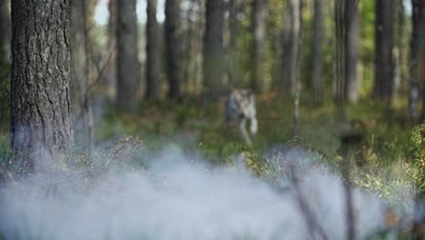 Wolf-running-in-a-forest-with-mist-and-fog-on-foreground-blurry-background