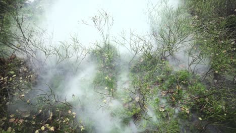 Niebla-Y-Humo-Sobre-El-Suelo-En-El-Bosque-Con-Musgo-Y-Plantas-Pequeñas