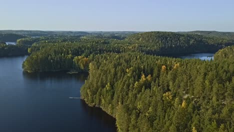 Nordic-aerial-shot-of-a-forest-with-autumn-yellow-leafs-and-lake,-deep-blue-sky