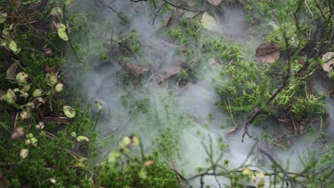 Nebel-Und-Rauch-über-Dem-Boden-Im-Wald-Mit-Moos-Und-Kleinen-Pflanzen