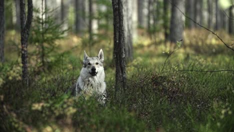 Wolf-sitting-and-running-in-a-forest-with-blurry-background-and-trees-and-moss