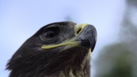 águila,-Halcón-De-Cerca-Con-Una-Cara-Honorable-De-Bandera-Americana