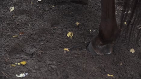 Horse-hooves-walking-on-sand,-dirt-in-a-forest-in-slow-motion,-brown