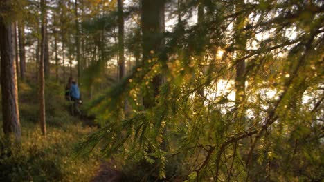 Sun-rays-through-pine-wood-tree-with-evening-golden-sun