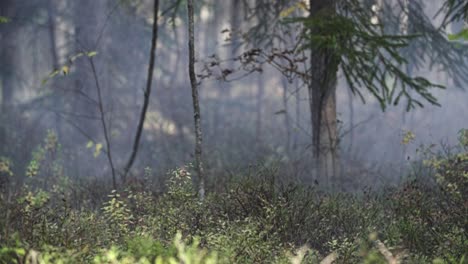Bosque-Neblinoso-Con-Ambiente-Cambiante-Y-Pino-Y-Niebla