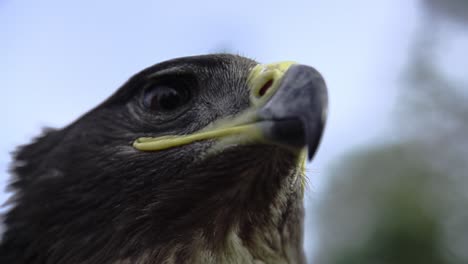 Eagle,-hawk-close-up-with-a-honorable-face-of-American-flag