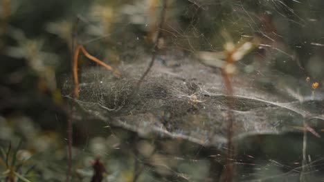 Spinne-Auf-Einem-Netz-In-Einem-Wald,-Der-Auf-Windhintergrund-Winkt,-Verschwommen-Mit-Regentropfen