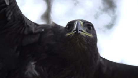 Eagle,-hawk-close-up-on-face-with-wide-wings-and-feathers-in-slow-motion-starting-to-fly