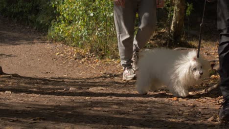 Süßer-Weißer-Hund-In-Einem-Wald,-Der-Wie-Eine-Liebesaffäre-Aussieht