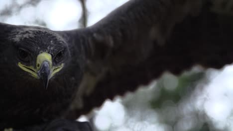 Eagle,-hawk-close-up-on-face-with-wide-wings-and-feathers-in-slow-motion-starting-to-fly