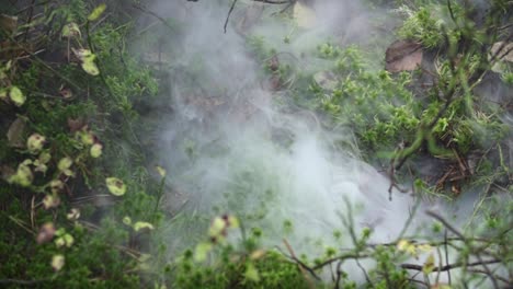 Fog-and-smoke-over-the-ground-in-the-forest-with-moss-and-small-plants