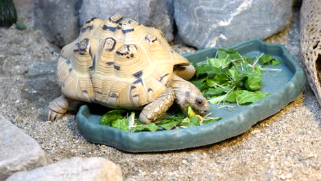 Kleine-Schildkröte,-Die-Salat-In-Einem-Terrarium-Isst
