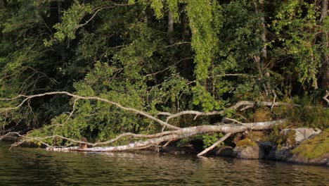 Pájaro-Volando-Por-El-árbol-Caído-En-Un-Parque-Nacional-Lago-De-Finlandia
