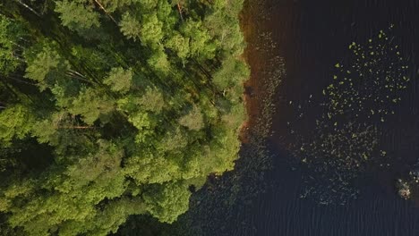 árboles-De-Otoño-De-Drones-Con-Un-Lago-Y-Hojas-Caídas