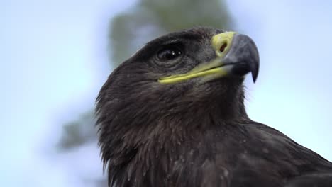 Eagle,-Hawk-Hautnah-Mit-Einem-Ehrenhaften-Gesicht-Der-Amerikanischen-Flagge