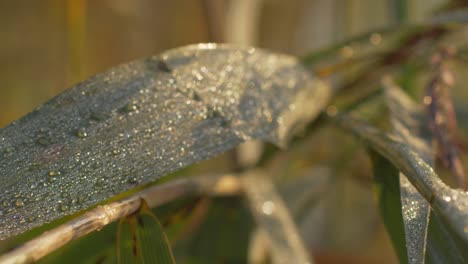 Close-up-on-a-forest-leaf-with-water-drops-golden-hour