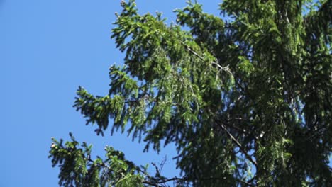 Bushes-of-pine-trees-shaking-in-wind-from-out-of-focus-and-blurry-to-sharp,-blue-sky