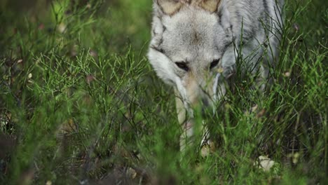 Wolf,-Der-Die-Kameraaugen-Und-Waldnahaufnahme-Betrachtet