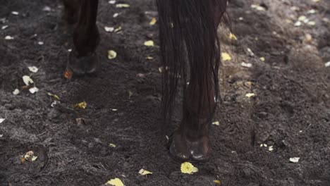 Horse-hooves-walking-on-sand,-dirt-in-a-forest-in-slow-motion,-brown
