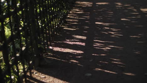 Slow-motion-moody-shadows-of-the-trees-in-a-park-on-the-road,-red-sand,-through-fence