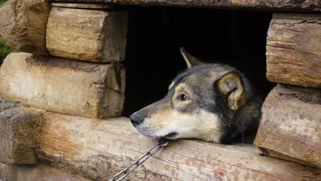 Tired-Alaskan-Wolf-Looks-Outside-its-Wooden-Shed-as-it-Rains