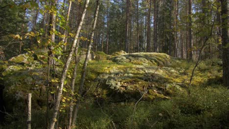 Naturaleza-Nórdica-Con-Musgo-Y-árboles,-Clima-Otoñal-Y-Soleado,-Cámara-Lenta-4k