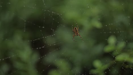 Spider-on-a-net-in-a-forest-chroma-green-screen-background-blurry-with-rain-drops