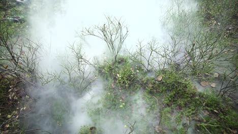 Fog-and-smoke-over-the-ground-in-the-forest-with-moss-and-small-plants