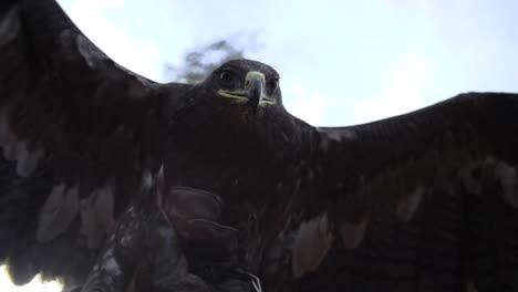 águila,-Halcón-Con-Alas-Anchas-Y-Plumas-En-Cámara-Lenta-Comenzando-A-Volar