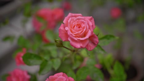 Pink-flowers,-roses-in-a-blurry-background,-slow-motion,-static-camera,-green-leaves