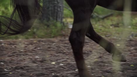 Horse-running-with-power-in-a-forest-with-dirt-flying-from-under-hooves
