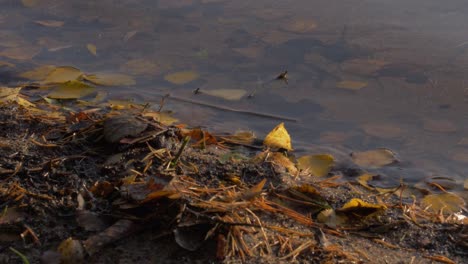 Moody-atmospheric-water-waves-on-a-lake-with-autumn-leafs-fallen-from-trees-and-sticks,-wood