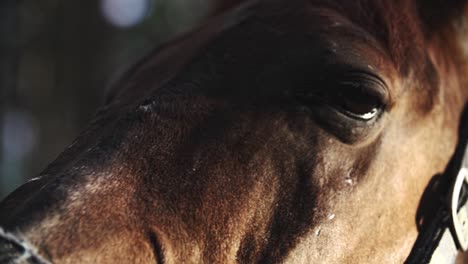 Brown-horse-eyes-close-up-slow-motion