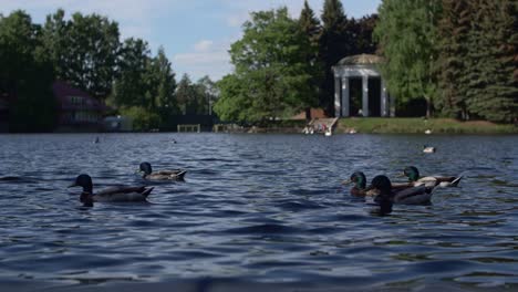 Ducks-swimming-in-a-lake-in-Saint-Petersburg,-with-an-old-royal-arbor