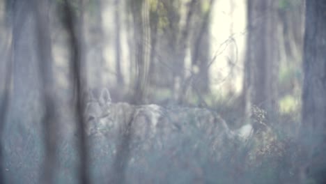 Wolf-walking-in-a-forest-in-a-misty-foggy-atmosphere