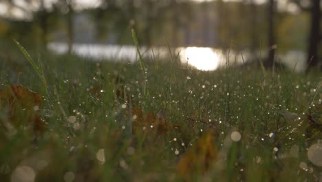 Regentropfen-Auf-Gras-In-Zeitlupe-Mit-Verschwommenem-Bokeh-Hintergrund