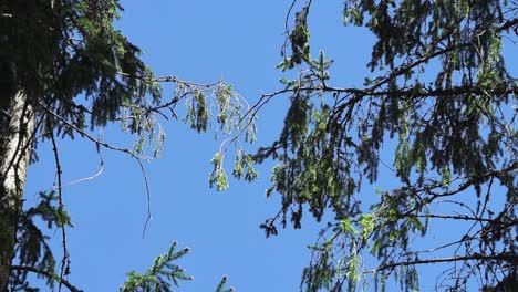 Bushes-of-pine-trees-shaking-in-wind,-blue-sky