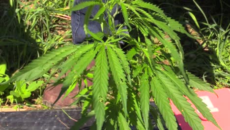 outdoor-footage-of-marijuana