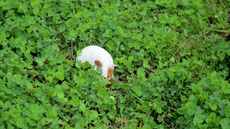 Guinea-pig-grasing-in-green-clover-field